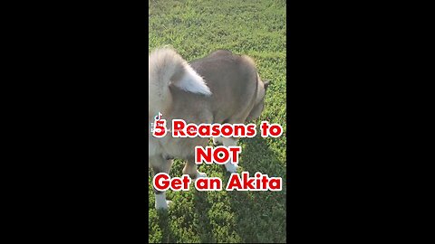 5 Reasons to NOT Get an Akita Dog!