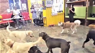Excited dogs thrilled for epic bubble playtime