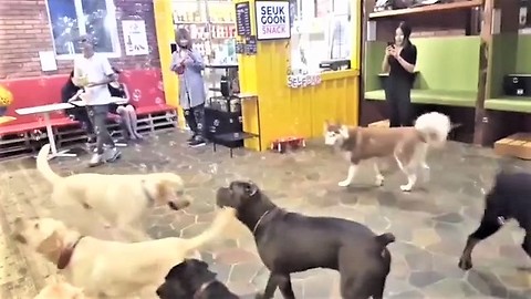 Excited dogs thrilled for epic bubble playtime