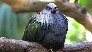 Fat Black Bird from the San Diego Zoo