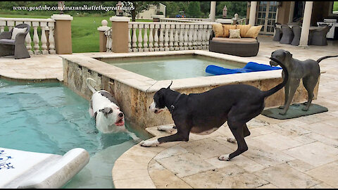 Talkative Great Danes Argue and Play By The Pool