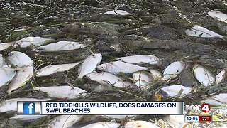 Red tide causes major fish kill