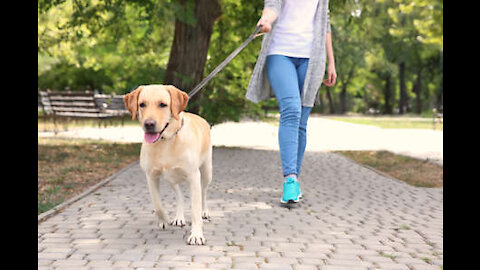 🐕 Teach ANY dog to walk nice on the leash 🐕