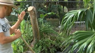 Alligators spotted eating sharks