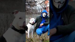 #viral #amstaff #shortvideo #dog #pittbull #amstafflove #amstaffworld