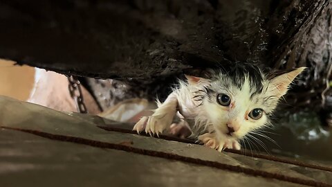 Rescue kitten was trying to survive in rain. Poor kitten finding his lost mother cat in rain