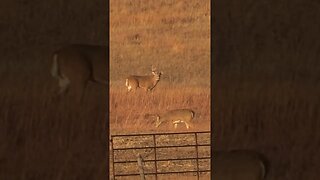 Check out this mature Nebraska Buck #deer #deerhunting #hunting