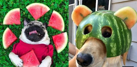 Baby Dog wearing watermelon Diaper 😂