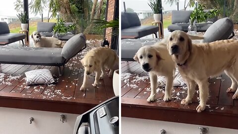 Dogs Absolutely Decimate Outdoor Furniture