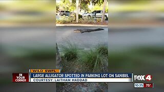 Large alligator chills out in Sanibel parking lot