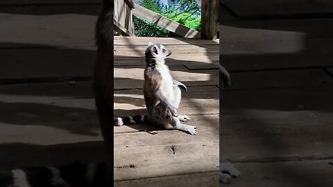 Cute sun worshipping Lemur #shorts