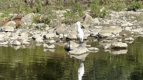 White Egret cormorants and Great Blue Heron
