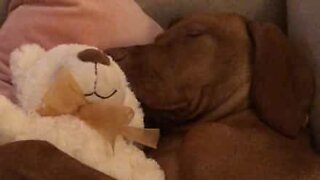 Puppy cuddles teddy bear while sleeping