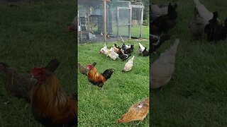 Happy Chickens #homesteading #freerangechickens #chickens #chickenlife