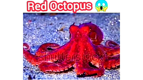 Red Octopus 😱 🐙 | ua58sb #shorts #animals #octopus