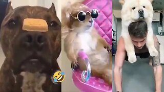 Funny Animals p3