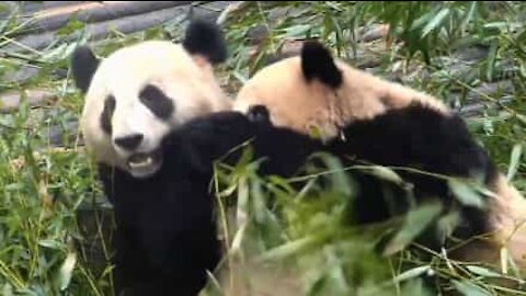 Panda cerca di rubare il cibo al compagno