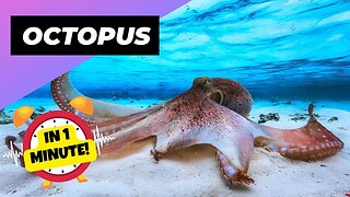 Octopus - In 1 Minute! 🐙 One Of The Most Intelligent Animals In The World | 1 Minute Animals