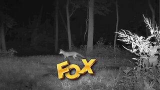 Fox claims his hunting rights to the Hill