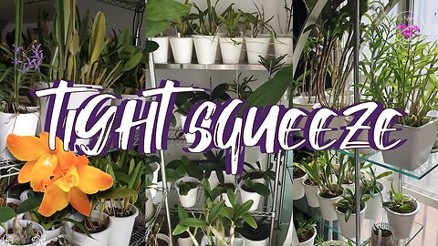 Indoor Grow Space 'Blooming Alley' and MORE | A Quick Tour of Orchids 'while we wait' #ninjaorchids