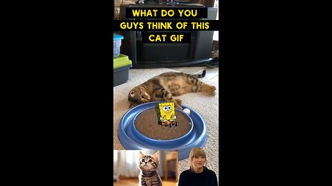 Cute Cat Gif