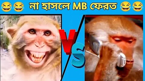 না হাসলে MB ফেরত || Monkey Vs Dog Funny Fighting #shorts #viral