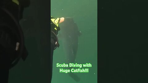 Scuba Diving/Feeding Huge Catfish #scuba #fishing #diving #scubadiving #underwaterdiving #catfish