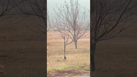 Foggy Winter Morning + #Chickens Pecking in the Orchard = A Different Kind of Winter Bliss #Shorts