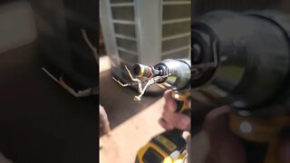 Praying Mantis went for a Ride @DEWALT TV