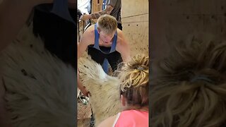 Guard Dog Thinks Its A Sheep! #sheep #shearing #sheepshed #ewes #farmlife #sheepsheep #sheepfarming