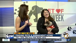 Pet of the Week: Donna