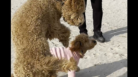 Golden Doodle and Stendard Poodle