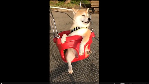Dog in Japan enjoys swing at park