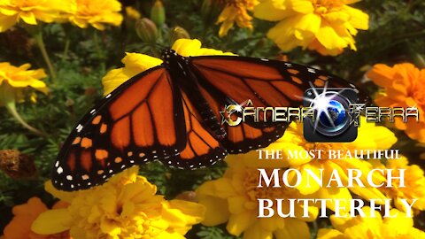 🌎 The monarch butterfly (Danaus plexippus) | 2021