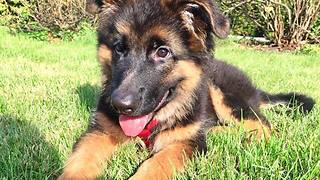 German Shepherd puppy runs in slow motion