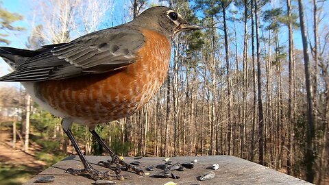 American Robin - Springtime - Watch Before your Next Bird Outing!