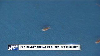 Is a buggy spring in Buffalo's future?