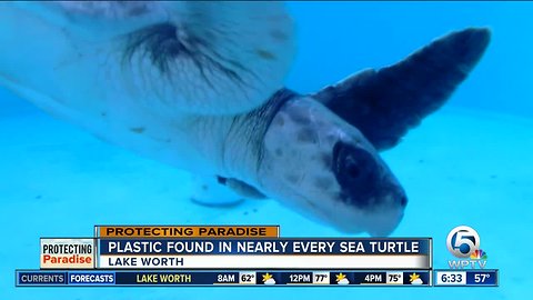 Plastic problem affects sea turtles