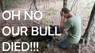 OH NO OUR BULL DIED!!!