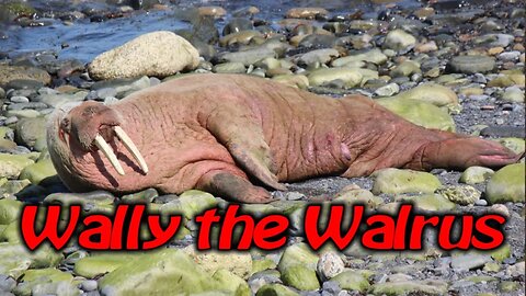 Wally the Walrus