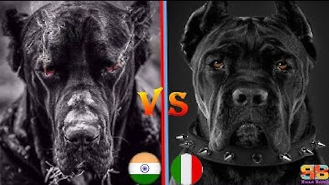 Kangal vs Cane Corso