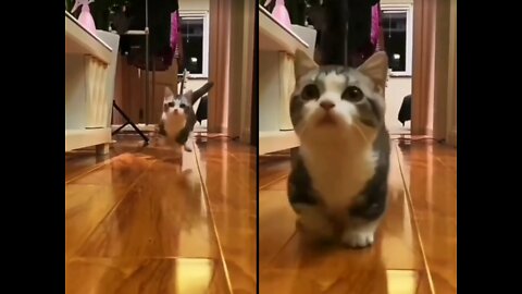 Look how the cute bouncing cat is running(look at the amezing video).