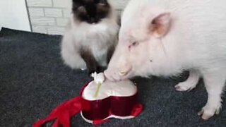 Gullig gris försöker vinna sin älskade katts hjärta