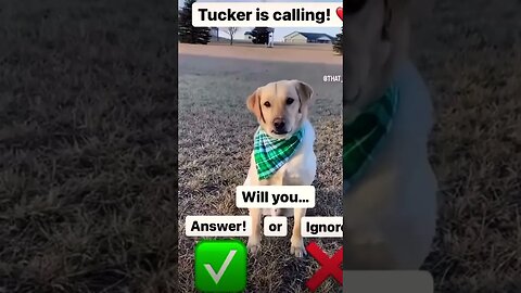 Will you answer my call? 🙈❤️ #shorts #viral #funnydogs #cutedogs #dogdaily #doglover #subscribe