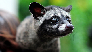 Adorable Baby Civet