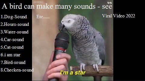 OMG! The bird can speak so many languages. Cute bird talking so amaiging video 2022.