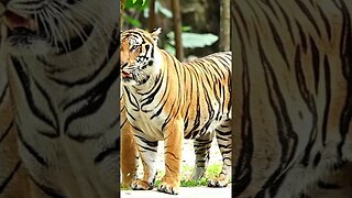 Relaxing Piano Music Animal World Tigers