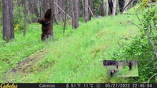 Black Bear Back Scratch