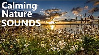 Calming Sounds, Wind, Thunder, Lightning, Rain, Birds, Flowers, Moving Clouds,Relaxing Nature Sounds