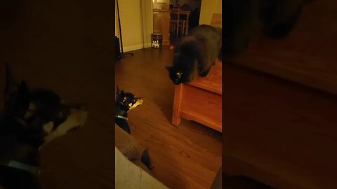 jellybean playing with Snickers